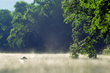 Early morning mist, River Wye