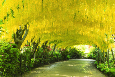 The Laburnum Arch, Bodnant Gardens