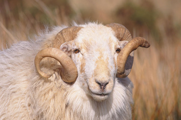 Welsh Mountain Ram