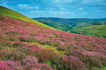 Heathers above the Horseshoe Pass, near Llangollen