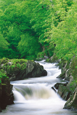 Cenarth Falls