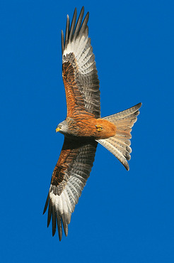 Red Kite