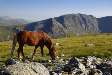 Carneddau mountain pony on Carnedd Dafydd