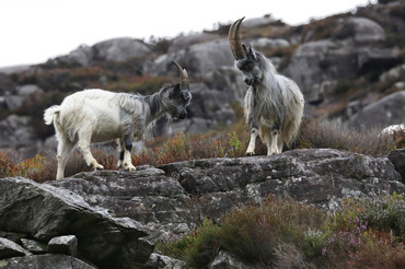 Mountain goats