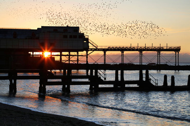 Aberystwyth's starling murmuration