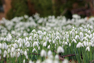 Snowdrops 3