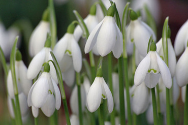 Snowdrops 4