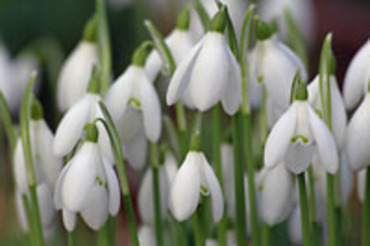 Snowdrops