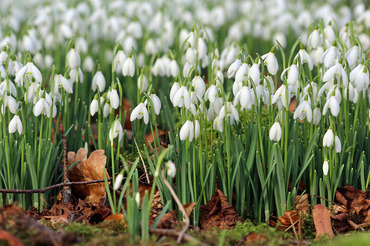 Snowdrops 6