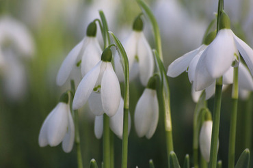 Snowdrops 7