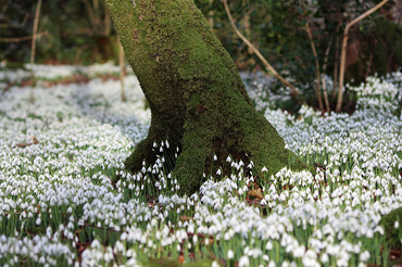 Snowdrops 9